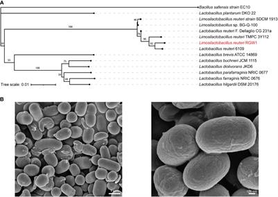 The probiotic and immunomodulation effects of Limosilactobacillus reuteri RGW1 isolated from calf feces